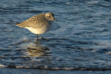 red knot.... kanoet