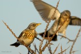 fieldfare.... kramsvogel