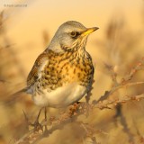 fieldfare.... kramsvogel