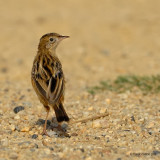 zitting cisticola.... graszanger