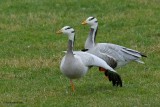 bar-headed goose.... indische gans