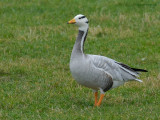 bar-headed goose.... indische gans