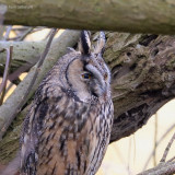 long-eared owl.... ransuil