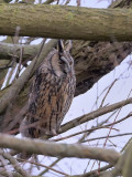 long-eared owl.... ransuil