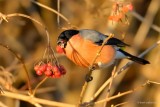 bullfinch.... goudvink