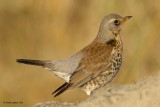 fieldfare.... kramsvogel