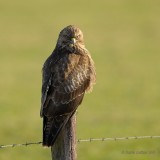 common buzzard.... buizerd