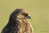 common buzzard.... buizerd
