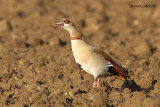 egyptian goose.... nijlgans