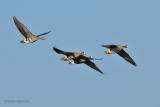 white-fronted goose.... kolgans