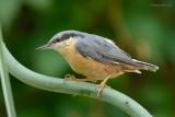 european nuthatch.... boomklever