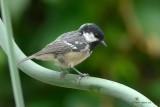 coal tit.... zwarte mees
