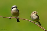 red-backed shrike.... grauwe klauwier