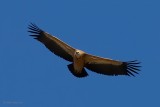 griffon vulture.... vale gier