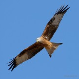 raptors and owls... roofvogels en uilen