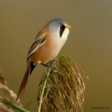 bearded tit.... baardman