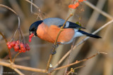 bullfinch.... goudvink