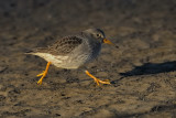 purple sandpiper.... paarse strandloper