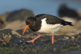oystercatcher.... scholekster