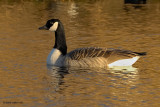 canada goose.... canadese gans