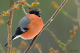 bullfinch.... goudvink