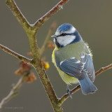 blue tit.... pimpelmees