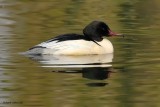 goosander.... grote zaagbek