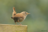 wren.... winterkoning