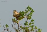 marsh harrier.... bruine kiekendief