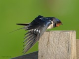 barn swallow.... boerenzwaluw