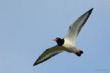 oystercatcher.... scholekster