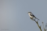 great grey shrike.... klapekster