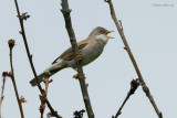 common whitethroat.... grasmus