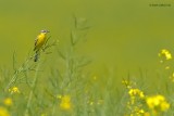 yellow wagtail.... gele kwikstaart