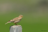 sky lark.... veldleeuwerik