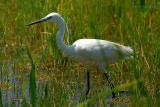 little egret.... kleine zilverreiger