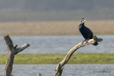 great cormorant.... aalscholver