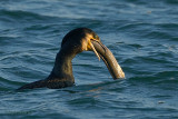 great cormorant.... aalscholver