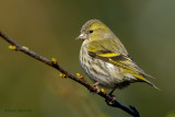 siskin.... sijs
