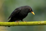 blackbird.... merel