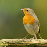 robin.... roodborst