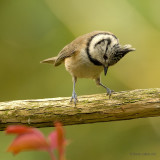 crested tit.... kuifmees