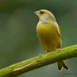 greenfinch.... groenling