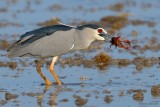 night heron.... kwak