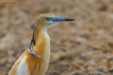 squacco heron.... ralreiger