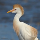 cattle egret.... koereiger