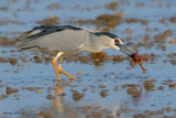 night heron.... kwak