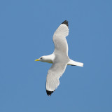 Nidingen Halland