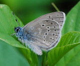 Alkonblåvinge ( Maculinea alcon )
