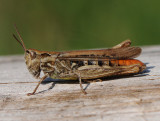  Blixtorp Halland
